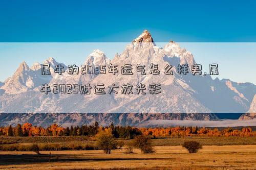 属牛的2025年运气怎么样男,属牛2025财运大放光彩