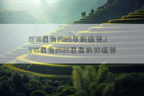 1975属兔2025年的运势,1975属兔2025属鼠的好运势